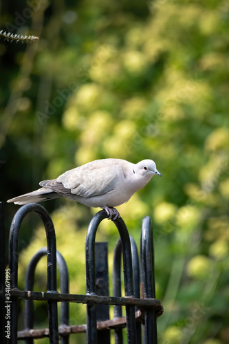 white pigeon on a fence