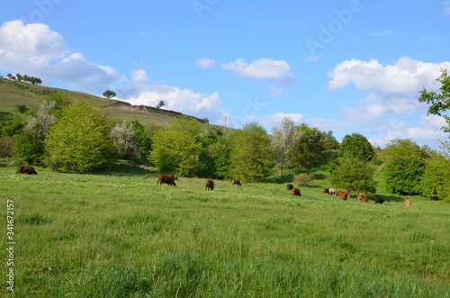 cows in the mountains