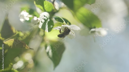 Bee picking on cherry blossom