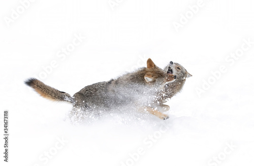 Two Coyotes Canis latrans isolated on white background fighting in the winter snow in Canada © Jim Cumming