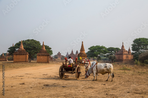 A peasant in a bull chariot at a temple in Bagan. Myanmar