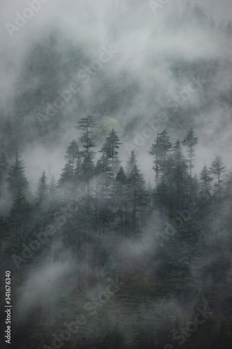 Pine forest on a mountainside in the fog © volobotti