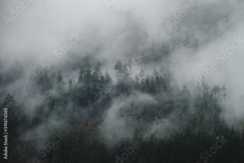 Pine forest on the slopes of the Himalayas in the fog