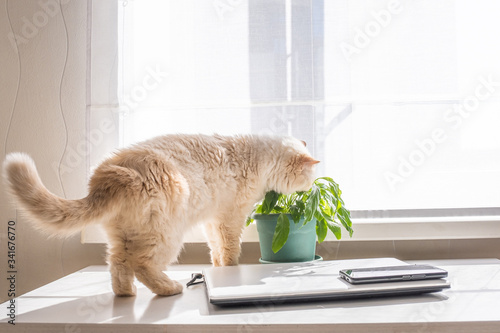 Beige domestic cute cat eats green leaves of a houseplant in a pot © IrinaK