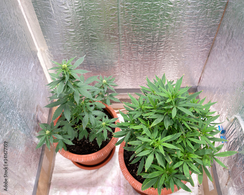 two bushes of marijuana in pots in a grow box grow at home photo