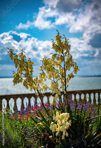 Fototapeta Naklejka Na Ścianę i Meble -  Spring flowers next to the sea