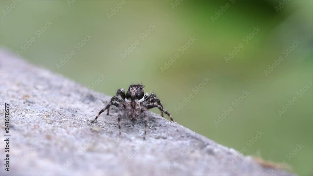 The jumping spiders (Menemerus) on a rock, Thailand. Menemerus spider is a genus of spiders in the family Salticidae. The jumping spiders (Menemerus) on a rock, Thailand. Menemerus spider is a genus of spiders in the family Salticidae.