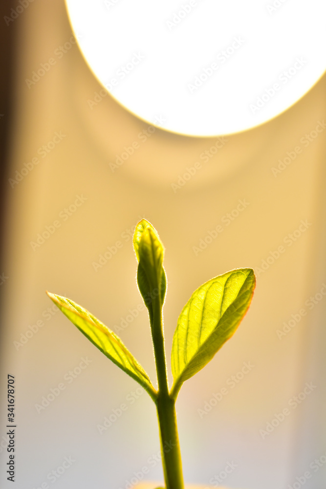 Closeup nature view of green leaf in garden at summer under sunlight ...
