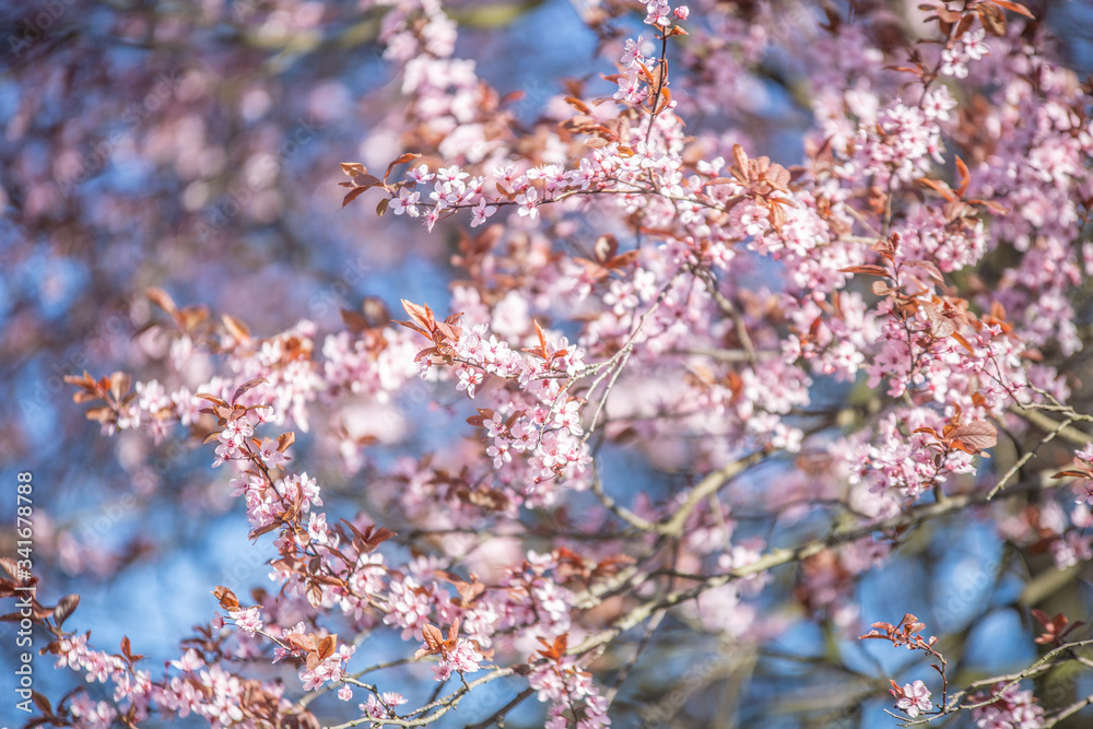 Fototapeta premium Różowe kwiaty na tle nieba