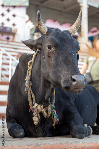 Sweet female holy cow in Varanasi, India, resting on the steps leading to the holy river Ganges.