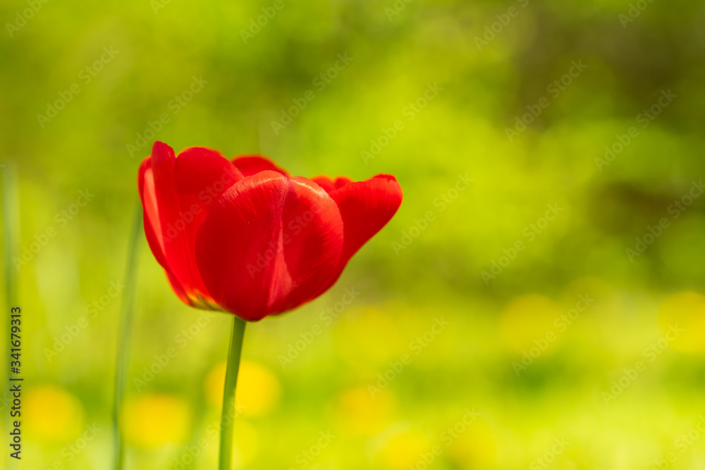 beautiful colorful tulip in the garden park beautiful colorful tulip in the garden park
