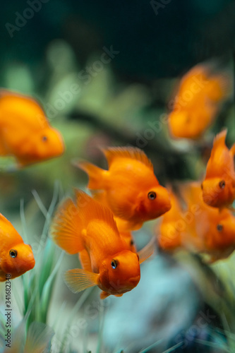 Orange fish in an aquarium. Red Parrot Cichlid.Cichlasoma citrinellum. Different focus