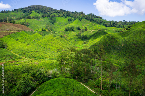 The Boh Tea Company was founded in 1929 and is one of the famous tea brands in Malaysia. One of the highlights scenic spot in Cameron Highlands, the views it offers are astonishing. 