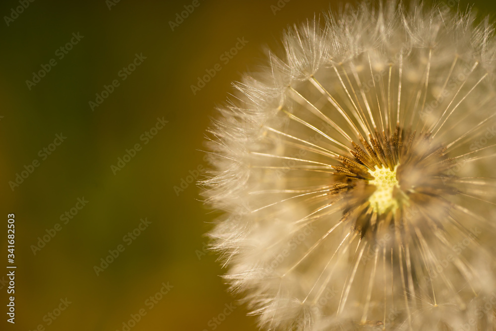 Fototapeta premium close up on a dandelion in nature