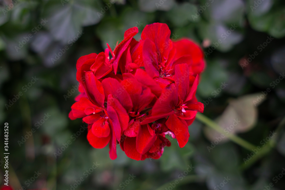 Geranium is the botanical name and common name of a separate genus of related plants. Both genera belong to the family Geraniaceae Geranium is the botanical name and common name of a separate genus of related plants. Both genera belong to the family Geraniaceae