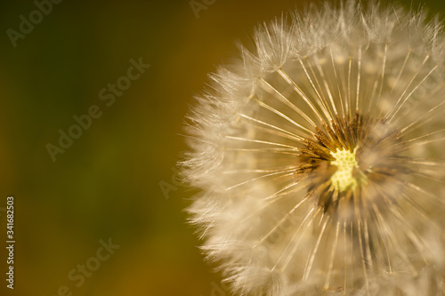 close up on a dandelion in nature