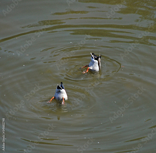 Synchronized swimming of ducks in Vltava on a fine summer day