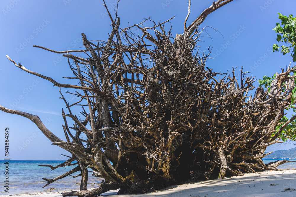 huge dead tree by the beach in havelock andaman india huge dead tree by the beach in havelock andaman india