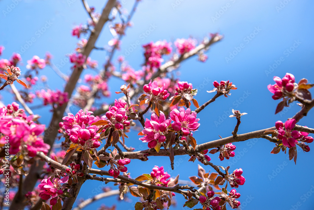 Large pink apple tree blossoms in spring season Large pink apple tree blossoms in spring season