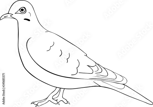 Hand drawn sketch of white dove isolated on white background.
Vector hand drawn style illustration for posters, decoration and print.  photo