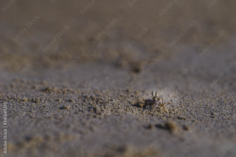 hermit crab on radhanagar beach havelock andaman hermit crab on radhanagar beach havelock andaman