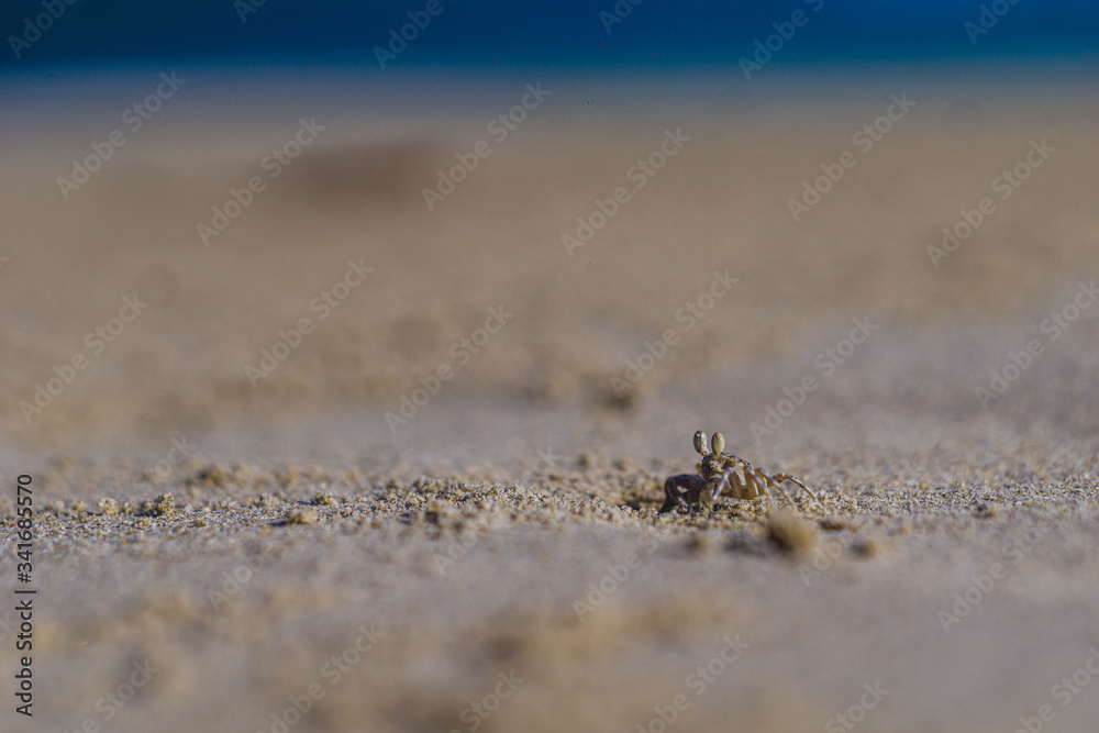 hermit crab on radhanagar beach havelock andaman hermit crab on radhanagar beach havelock andaman