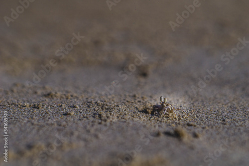 hermit crab on radhanagar beach havelock andaman