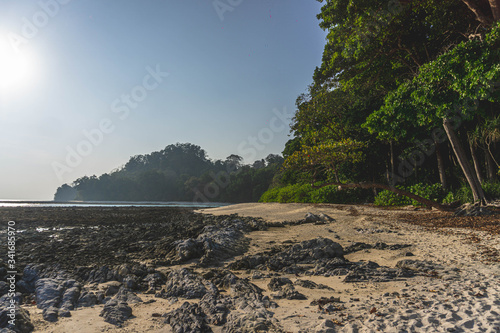 corel and trees in radhanagar beach havelock andaman photo