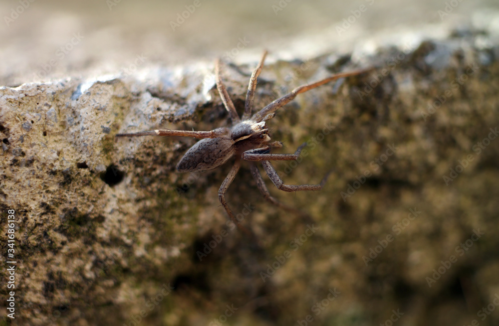 brown black striped spider macro brown black striped spider macro