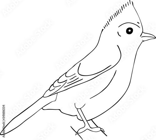 Hand drawn sketch of tufted titmouse isolated on white background.
Vector hand drawn style illustration for posters, decoration and print. 