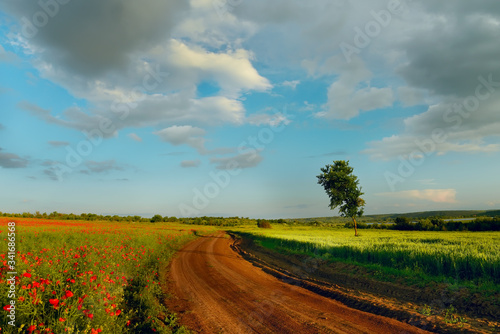 A dirt road among flowering spring fields. rural pastoral countryside landscape.