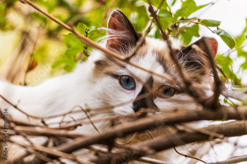 Cuadro en lienzo portrait of himalayan persian cat on the green in the spring time