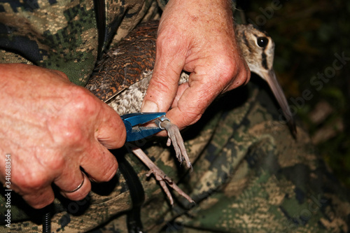 Slika na platnu Ornithologist holding the eurasian Woodcock (Scolopax rusticola) in hands during