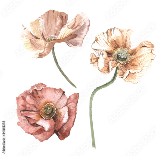 Watercolor poppies. Floral illustration isolated on white background.