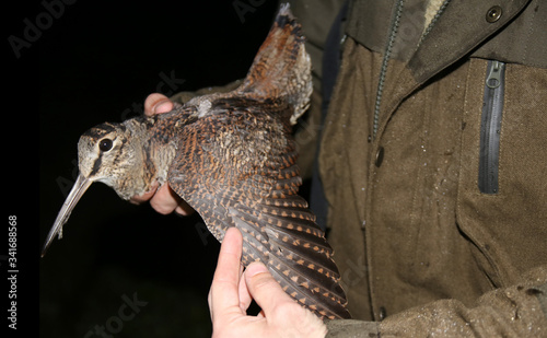 Fotografie, Obraz Ornithologist holding the eurasian Woodcock (Scolopax rusticola) in hands during