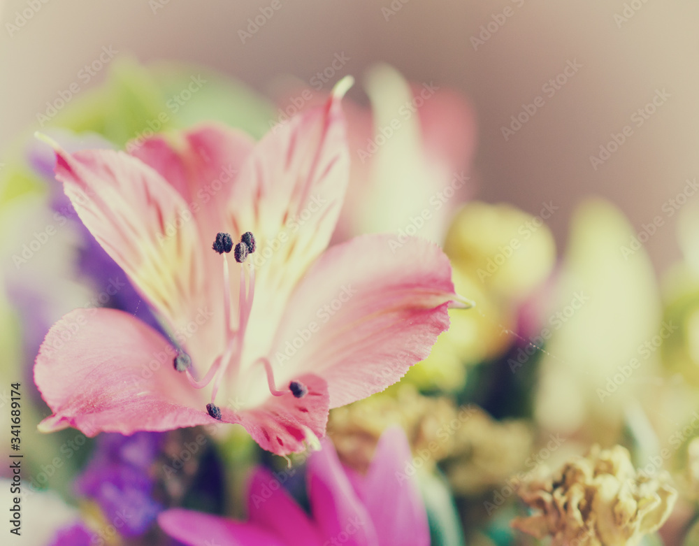 Beautiful pink lily flower (soft focus, very shallow DOF), copy space on the right, retro toned