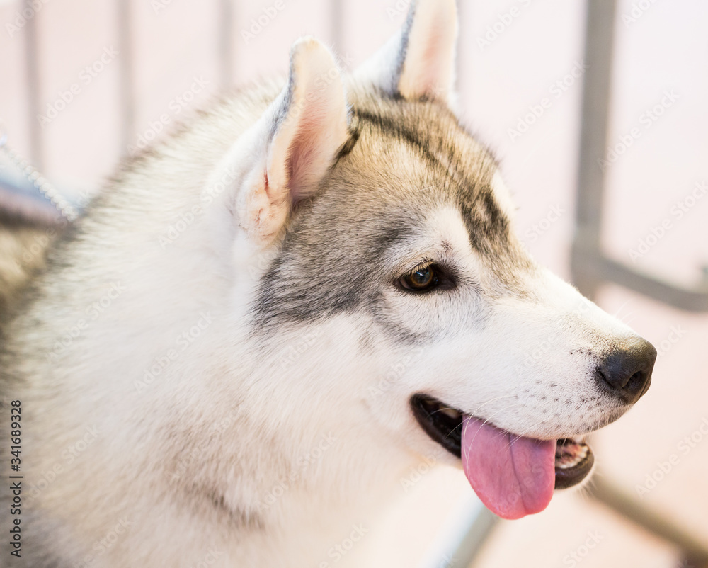 Portrait of thoroughbred Siberian Husky dog Portrait of thoroughbred Siberian Husky dog