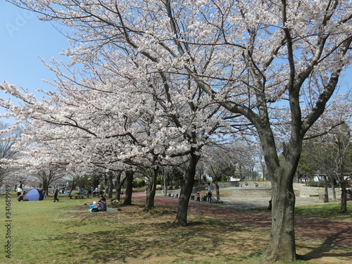 桜が美しい柏市の北柏ふるさと公園（芝生広場沿いの桜並木）