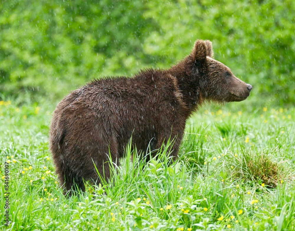 Bear in Carpathian Mountains - Poland Bear in Carpathian Mountains - Poland