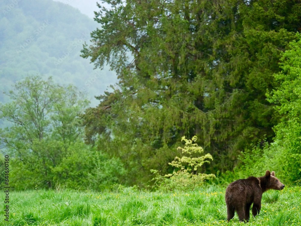 Bear in Carpathian Mountains - Poland Bear in Carpathian Mountains - Poland