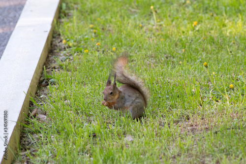 Squirrel on the green lawn in the city park.