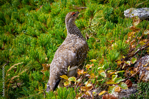 夏の北アルプス後立山連峰、唐松岳近くで見かけた雷鳥（ライチョウ）