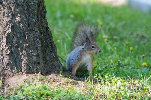 Squirrel on the green lawn in the city park.