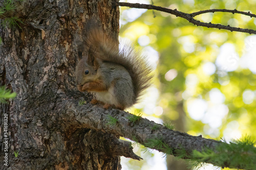Squirrel on the tree branch in the city park.