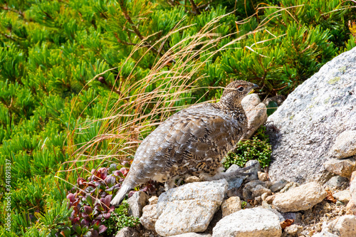 夏の北アルプス後立山連峰、唐松岳近くで見かけた雷鳥（ライチョウ）