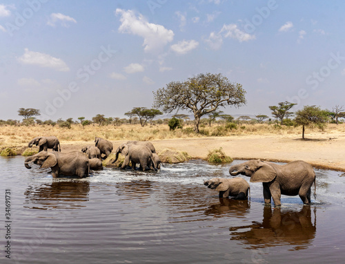 Elephants in Serengeti National Park - Tanzania