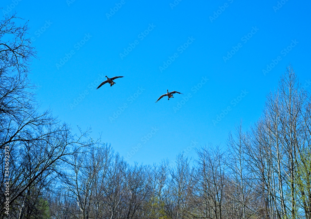Canada geese overhead Canada geese overhead