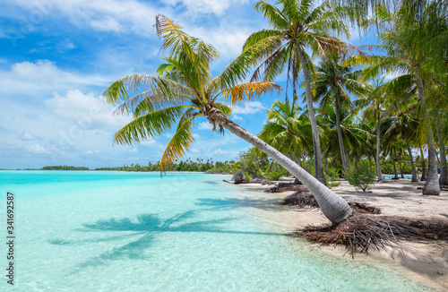 Canvas Print Tropical palm tree and beach paradise of Fakarava Island, French Polynesia
