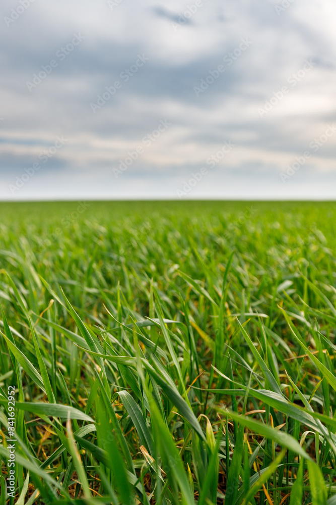 green grass and blue sky