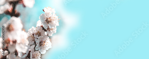 Blossoming cherry tree branches with copy space on sky background. Spring time concept, web banner © Shi 